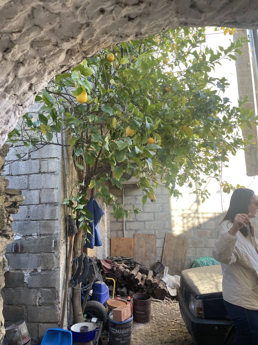 A courtyard with a lemon tree, stacked firewood and an old car